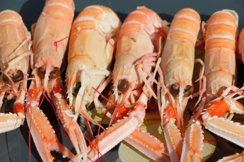 Nephrops on a plate Stock Photos