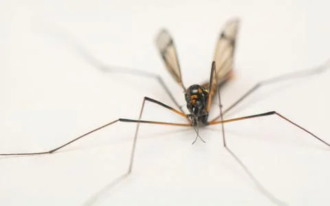 Nephrotoma crocata Stock Photos