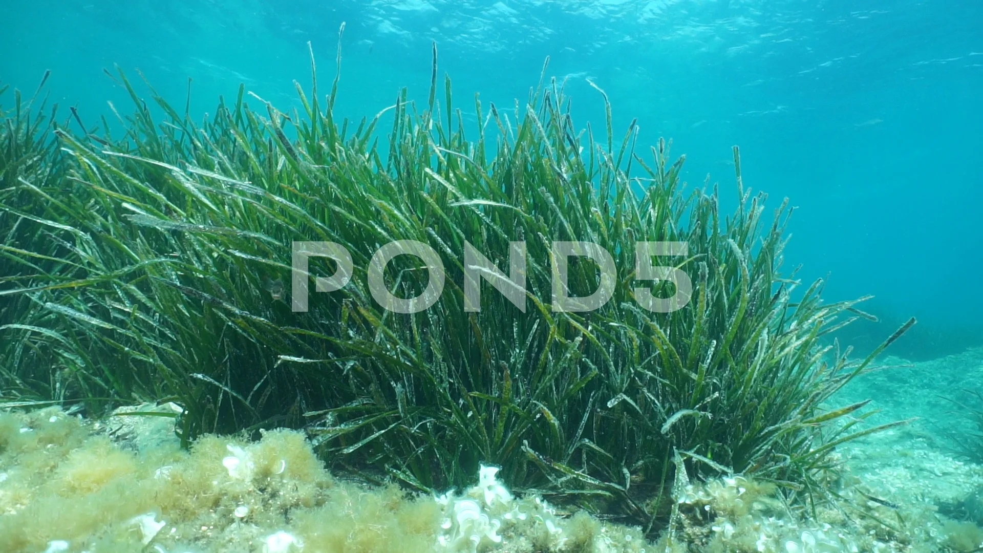 Grassy Seabed Underwater Mediterranean Sea Neptune Stock Photo