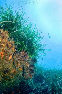 Neptune Grass Underwater Landscape, Posidonia oceanica, Cabo Cope Natural Park Stock Photos