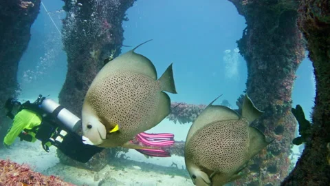 Neptune Memorial Reef  2 Grey Angelfish at Underwater Structures Video stock 323027327