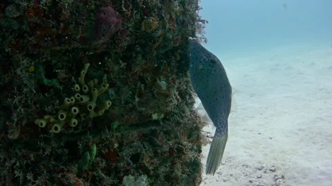 Neptune Memorial Reef – Scrawled Filefish Swimming Video stock 323027425