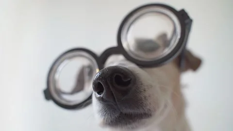 Nerd cool dog face glasses video Vídeo Stock 148788608