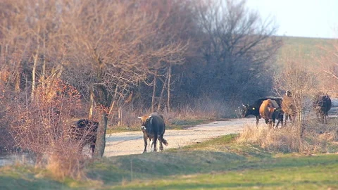 Nerd of cows shot with miniature effect Stock Footage 236715402