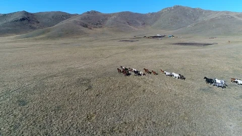 Нerd of horses Video stock 122577591