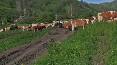 Нerd of Сows Видео 91476827