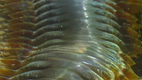 Nereis Virens Texture Close-up Stock Footage 276137992