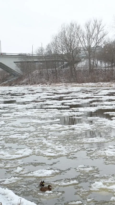Neris river covered with pancake ice. Vilnius, Lithuania. Vertical footage. 스톡 동영상 302195980