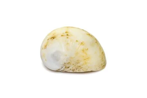 Nerita is a genus of medium-sized to small sea snails with a gill and an oper Stock Photos
