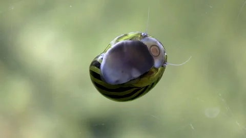 Nerite Snail clearing Algae In an aquarium Stock Footage 247795405