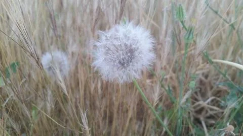 Nerium flower Stock Photos