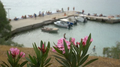 Nerium oleander in the background blurred pier and harbor Stock Footage 128676810