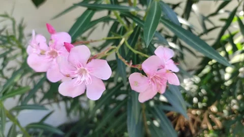 Nerium Oleander in blooms Stock Footage 265036310