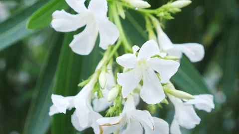 Nerium oleander flower after rainy day. close-up Stock Footage 90472108