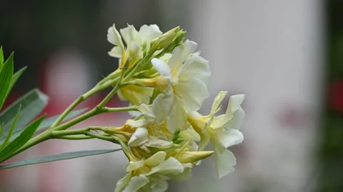 Nerium oleander flower. Stock Footage 313376327