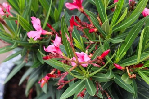 Nerium oleander flower, most commonly known as nerium or oleander, blooming i Stock Photos