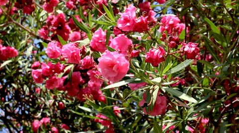 Nerium Oleander Flowers Stock Footage 38278958