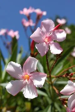 Nerium oleander flowers Stock Photos