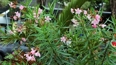 Nerium oleander flowers Stock Photos