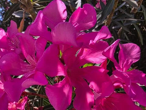 NERIUM OLEANDER in high contrast light – intense pink bloom with shadow play 스톡 사진