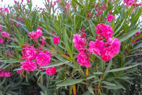 Nerium oleander known as nerium or oleander a shrub or small tree in the dogbane Stock Photos