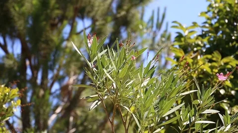 Nerium Oleander leaves Stock Footage 102461054