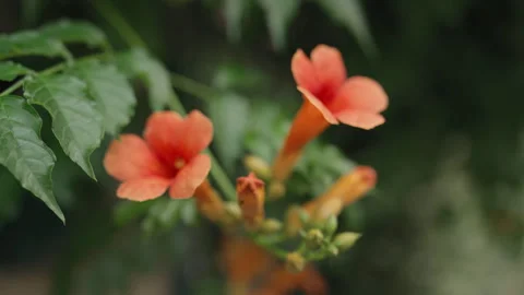Nerium Oleander Light Pink Flower In The Garden Stock Footage 254480120