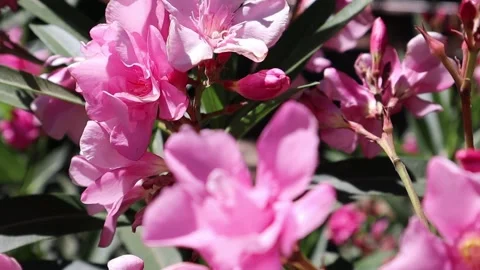 Nerium oleander, nerium pink flowers petals Bunga jepun, nerium flower in bloom Vídeos de archivo 237338947