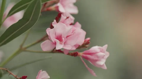 Nerium Oleander, Nerium Pink Flowers Petals Bunga Jepun, Nerium Flower In Bloom Stock Footage 254479230