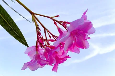 Nerium oleander. Oleander has traditionally been used in the treatment of c.. Stock Photos