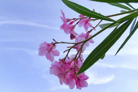 Nerium oleander. Oleander has traditionally been used in the treatment of c.. Stock Photos