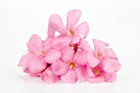 Nerium oleander Stock Photos