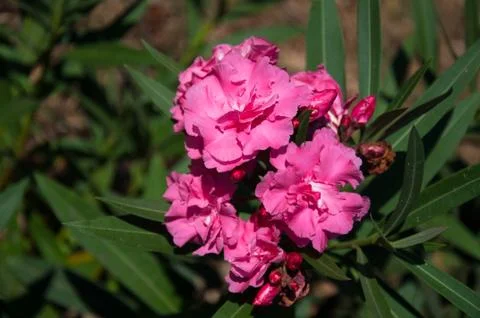 Nerium Oleander Stock Photos
