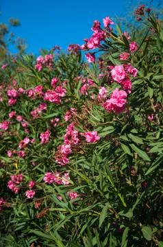Nerium Oleander Stock Photos