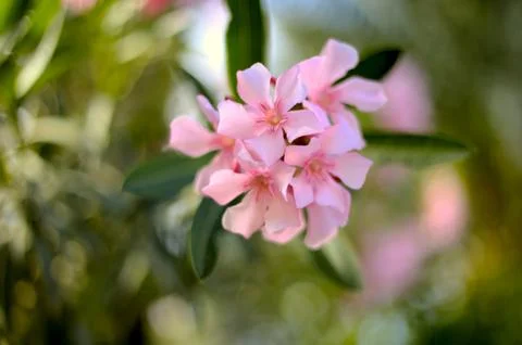 Nerium oleander Stock Photos