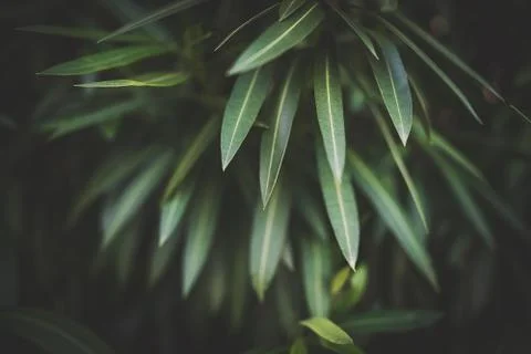 Nerium Oleander Stock Photos
