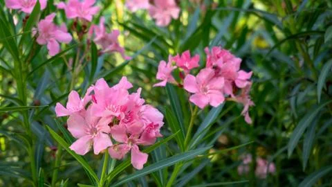 Nerium oleander Photos