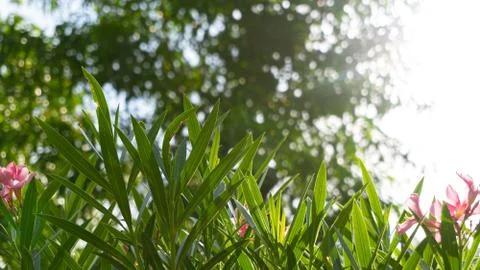 Nerium oleander Фото