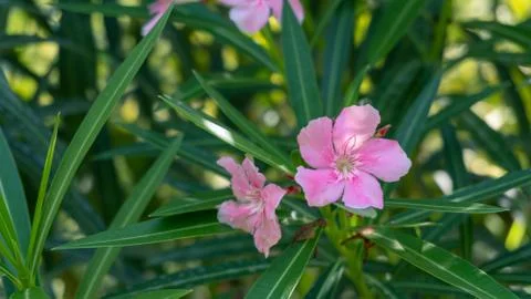 Nerium oleander Stock Photos