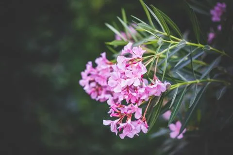 Nerium Oleander shrub in bloom Stock Photos