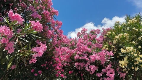 Nerium oleander shrubs pink and yellow blooms against sky. Stock Footage 337333879