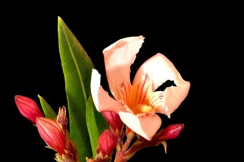 Nerium oleander, single flower, macro shot Stock Photos