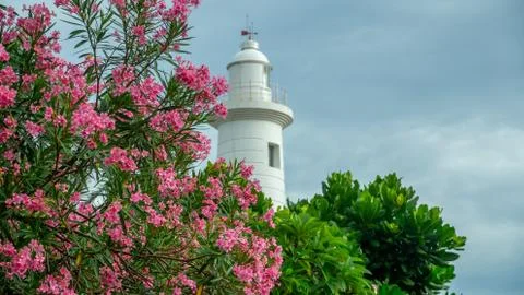 Nerium Oleander Tree And The Lighthouse Cloudy Sky Photos