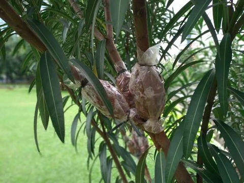 Nerium oleander tree or Pink kaner flower being grafted Stock-Fotos