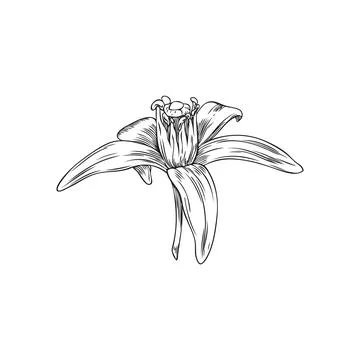 Neroli Flower Sketch Vector Illustration in Black and White. Stock Illustration