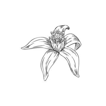 Neroli flower. Vector sketch of a flower head in black and white, hand drawn. Stock Illustration
