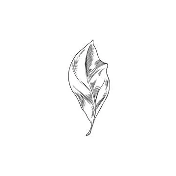 Neroli leaf engraved sketch. Hand drawn nature floral single design element.  Stock Illustration