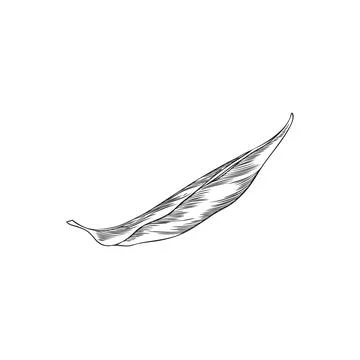 Neroli one leaf falls engraved sketch, vector hand drawn nature floral sing.. Stock Illustration