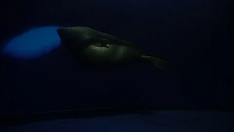 Nerpa 1 Stock Footage 126323180