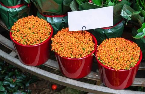 Nertera granadensis Stock Photos